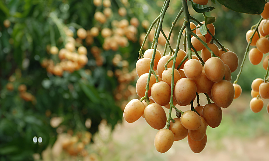 Yunan Seedless Wampee